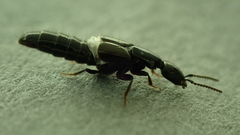 Gyrohypnus fracticornis