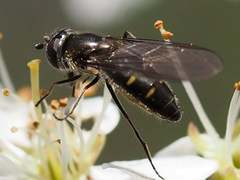 Melangyna pavlovskyi