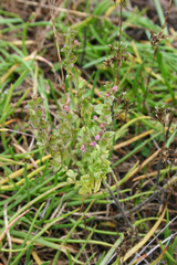 Odontites kaliformis