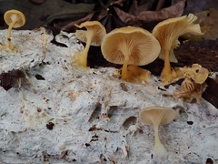 Neoclitocybe byssiseda