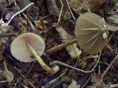 Entoloma glycosmum