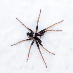 Pulchellodromus bistigma