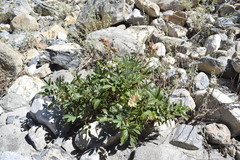 Farinopsis salesoviana