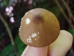 Entoloma glycosmum