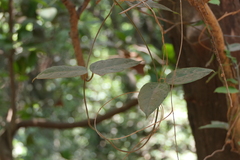 Vincetoxicum dalzellii