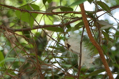Vincetoxicum dalzellii