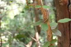 Vincetoxicum dalzellii