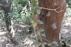 Vincetoxicum dalzellii