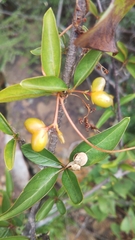 Mostuea brunonis