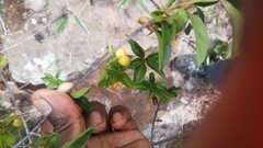 Mostuea brunonis