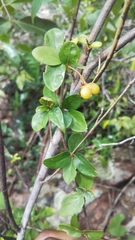 Mostuea brunonis