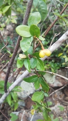 Mostuea brunonis