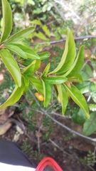 Mostuea brunonis
