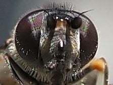 Melangyna pavlovskyi