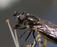 Melangyna pavlovskyi