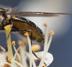 Melangyna pavlovskyi