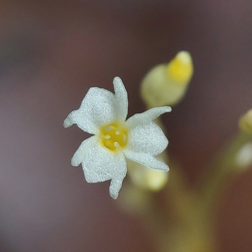 Gymnosiphon niveus
