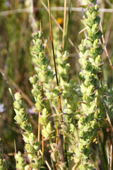 Odontites kaliformis