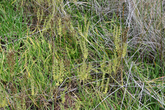 Odontites kaliformis