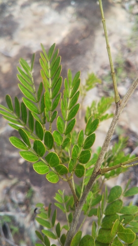 Mimosa waterlotii image