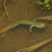 Tokyo Salamander - Photo (c) Rei Akiyama, some rights reserved (CC BY-NC), uploaded by Rei Akiyama