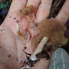 Stropharia acanthostipitata