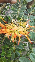 Image of Chadsia racemosa