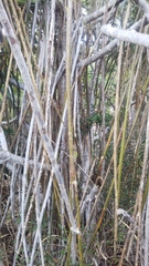 Pandanus analamerensis image