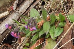 Pulmonaria australis