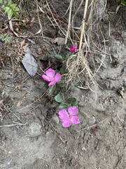 Oenothera deserticola