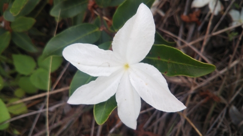 Mascarenhasia arborescens image