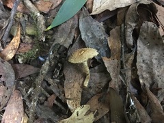 Pholiota squarrosipes