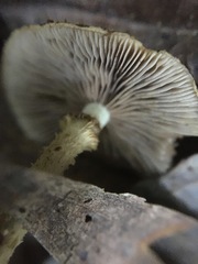 Pholiota squarrosipes