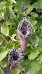Aristolochia cretica