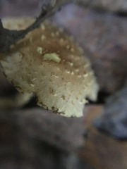 Pholiota squarrosipes