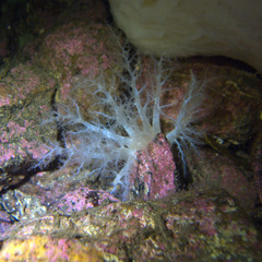 Psolus squamatus