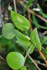 Sphyrospermum buxifolium