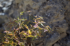 Euphorbia tibetica