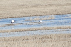 Larus fuscus barabensis