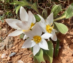 Tulipa cretica
