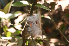 Vincetoxicum dalzellii