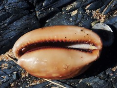 Lyncina leviathan titan