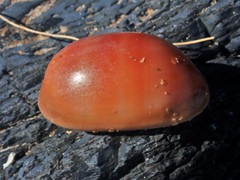 Lyncina leviathan titan