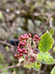 Viburnum carlesii