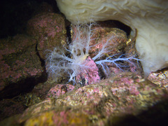Psolus squamatus