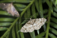 Myrioblephara simplaria