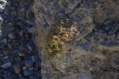 Euphorbia tibetica