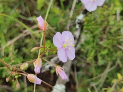 Heliophila subulata