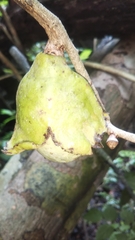 Diospyros comorensis