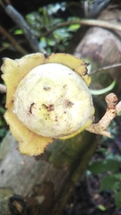 Diospyros comorensis